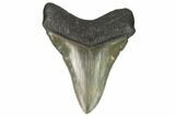Serrated, Fossil Megalodon Tooth - South Carolina #124551-1